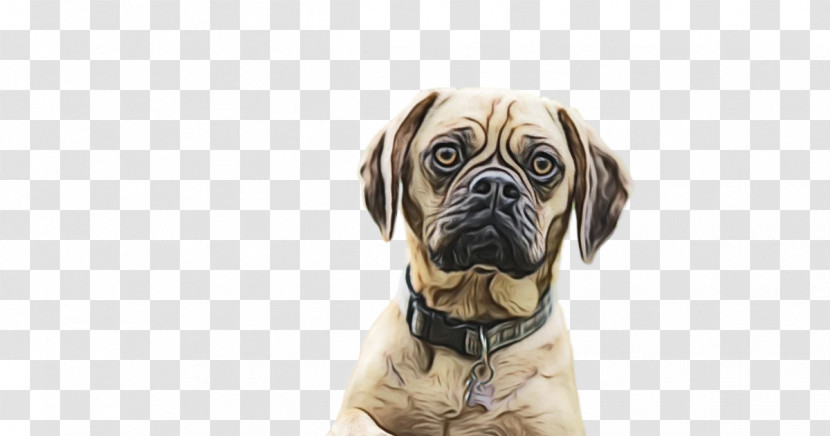 Bullmastiff Pug Snout Companion Dog Breed Transparent PNG