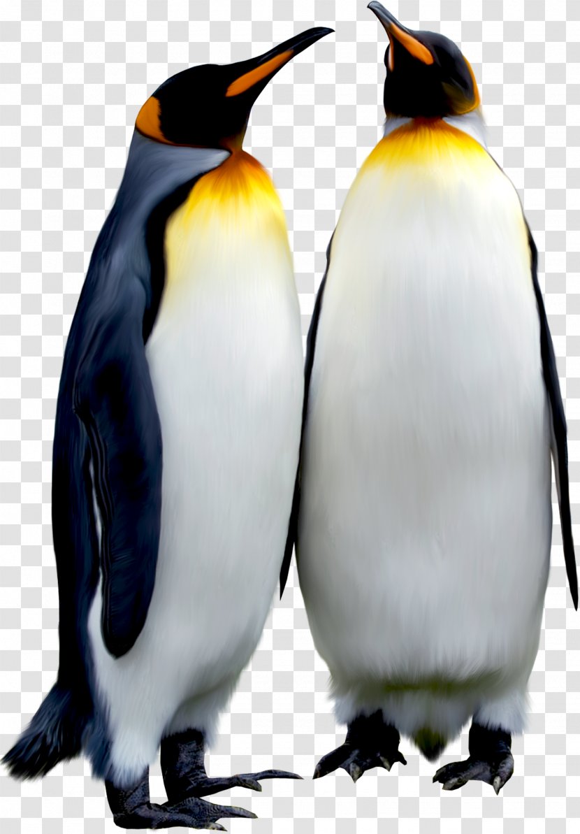 Penguin Bird Animal Download - Penguins Transparent PNG