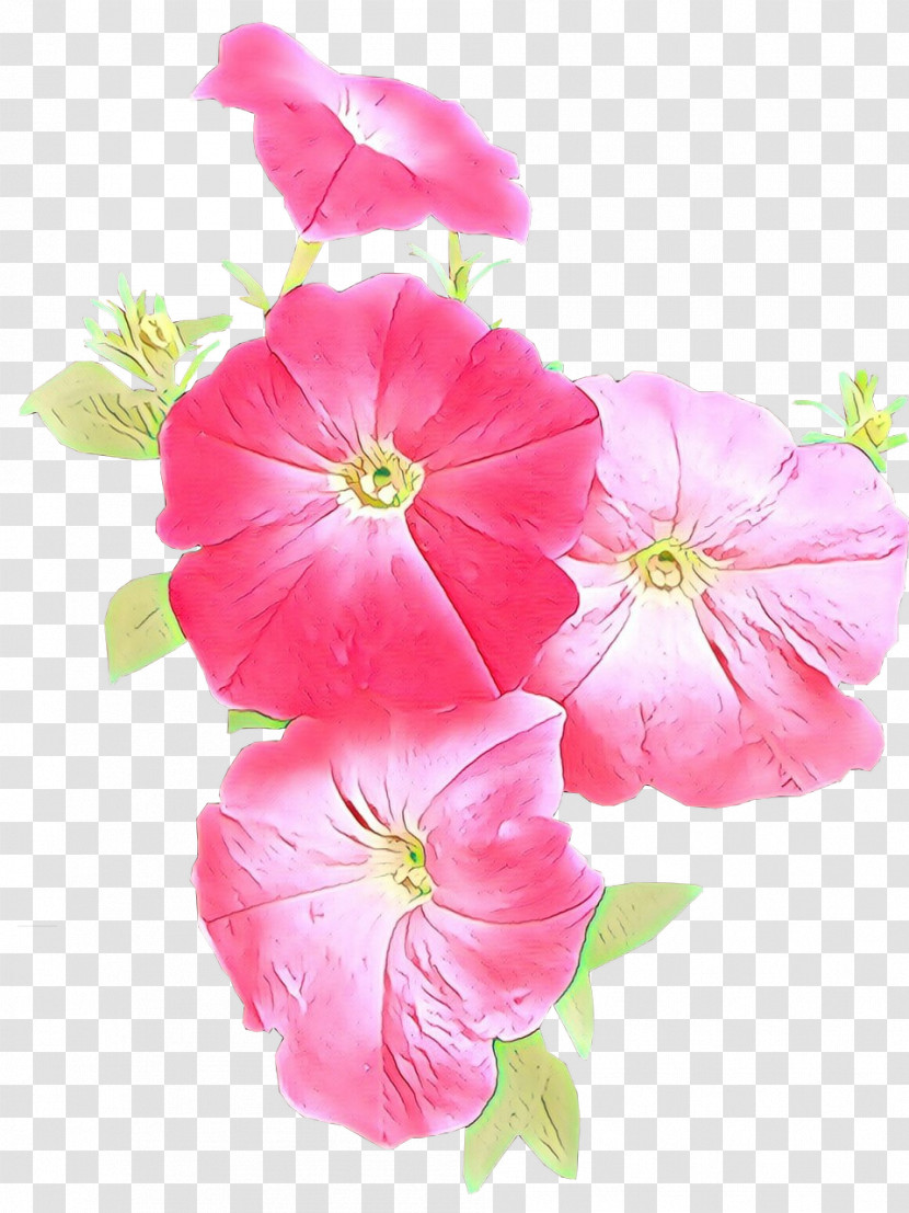 Flower Petal Pink Plant Morning Glory Transparent PNG