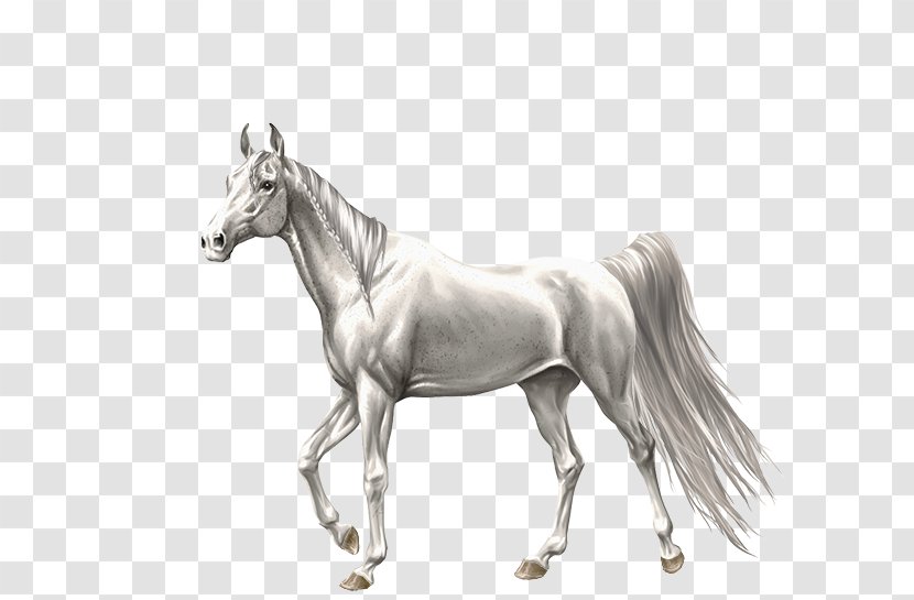 Stallion Foal Mare Mustang Colt - Drawing - Flea Transparent PNG