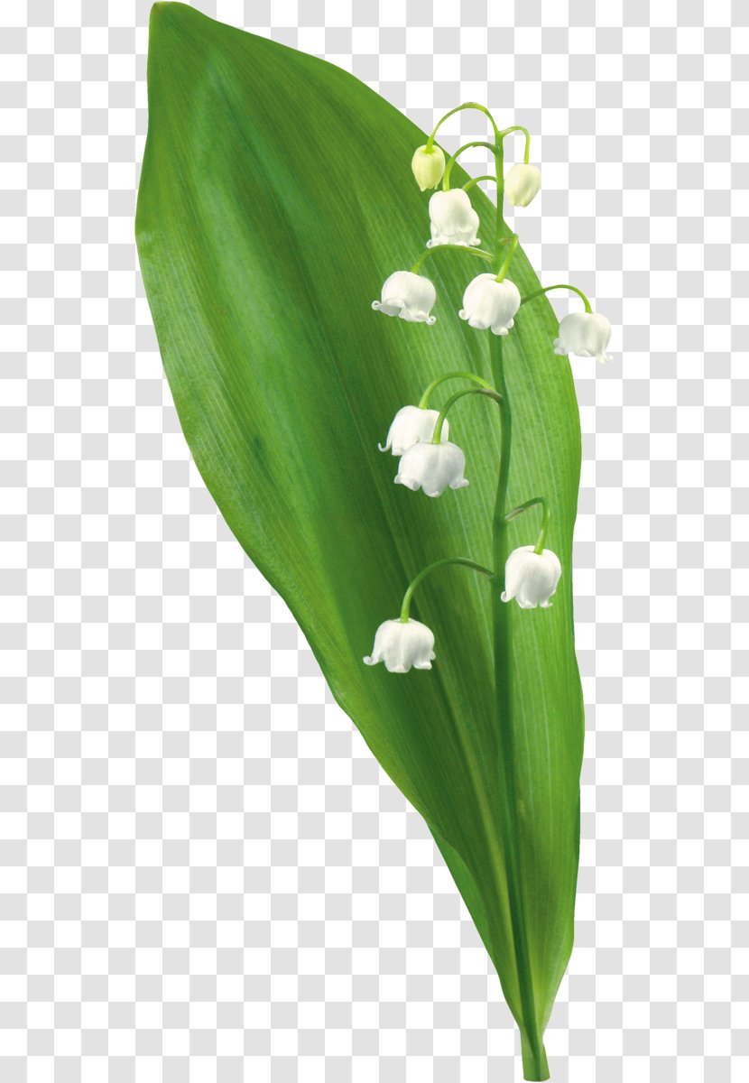 Lily Of The Valley Lilium Flower Clip Art - Tree Transparent PNG