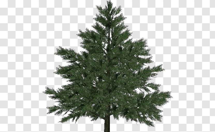 Pine Larch Norway Spruce Christmas Tree - Temperate Coniferous Forest Transparent PNG