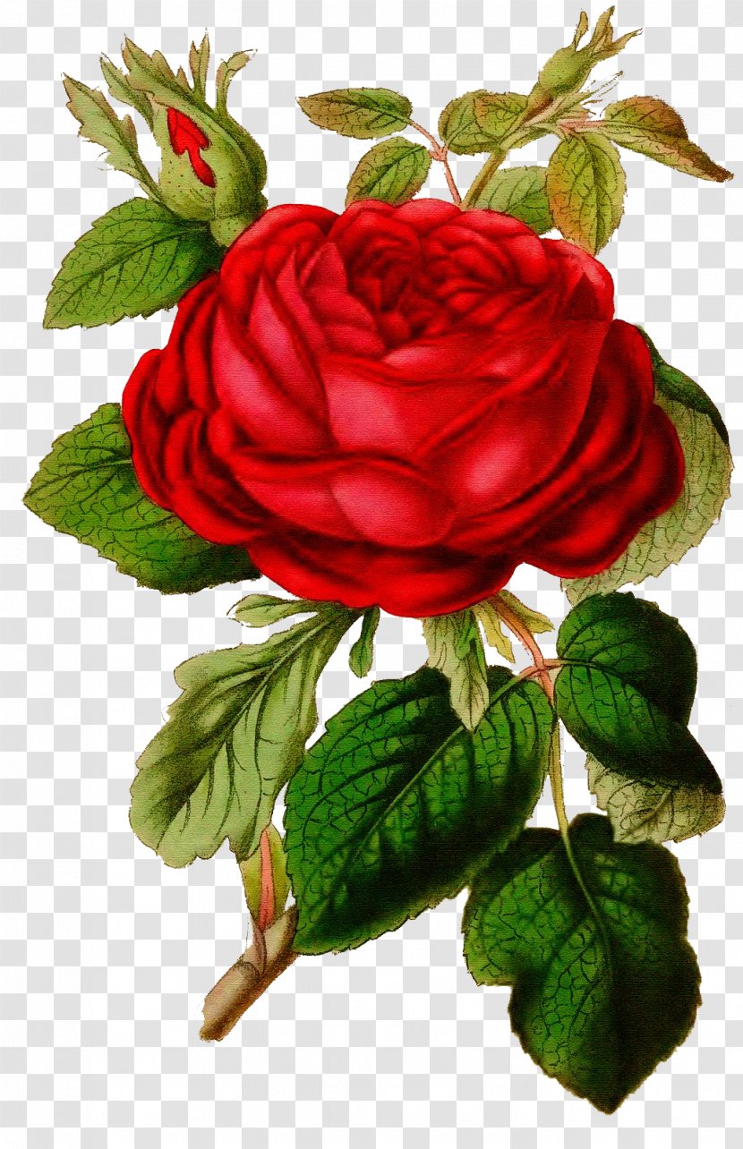 Floral Design Graphics Garden Roses Image - Petal - Rose Transparent PNG