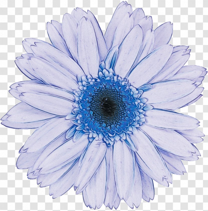 Daisy - Cut Flowers Transparent PNG