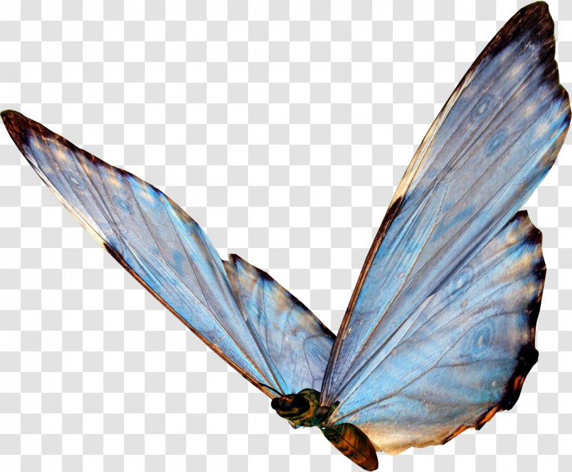 Butterfly Papillon Dog Insect - Moths And Butterflies - Fly Transparent PNG