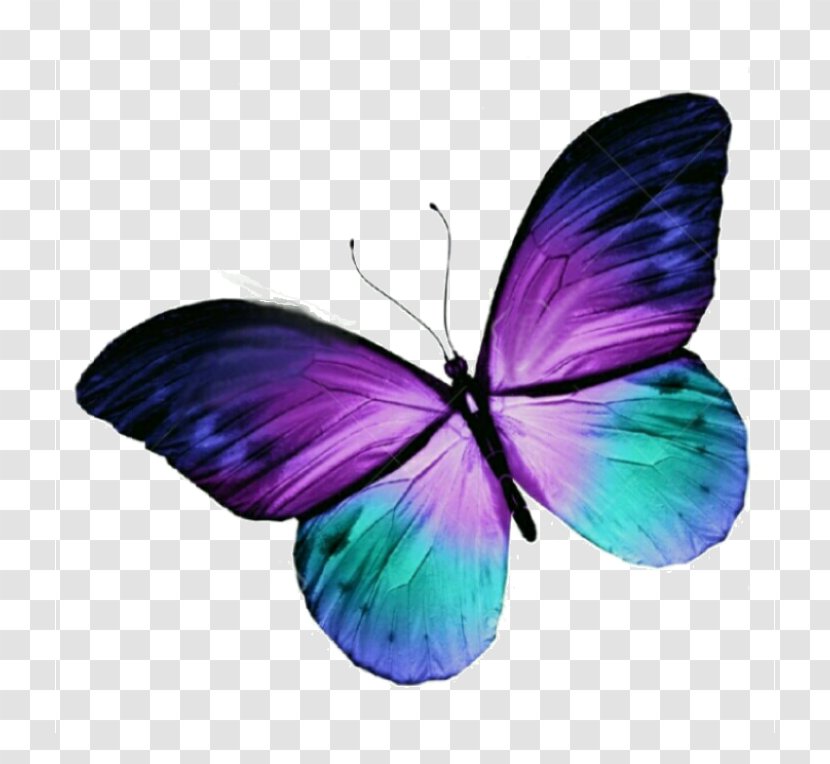 Butterfly Tattoo Purple Blue Clip Art Transparent PNG