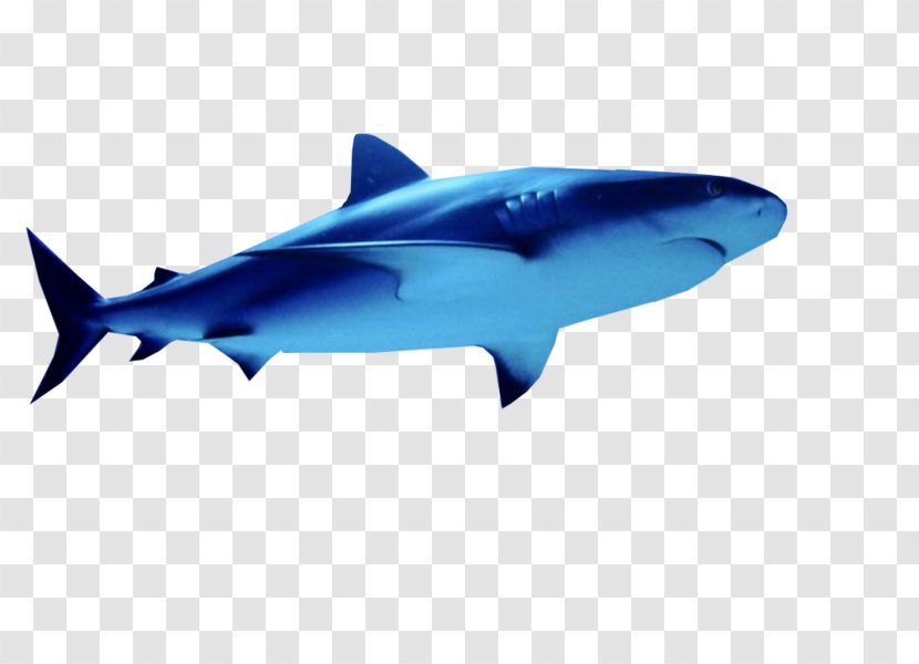 Great White Shark Tiger Squaliform Sharks Mackerel Marine Biology - Horse Transparent PNG