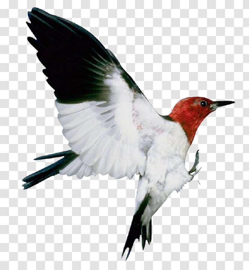 Bird Image Flight Animal - Wing Transparent PNG