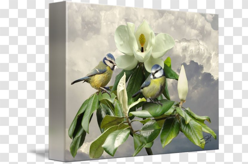 Bird Painting Art Flower Floral Design - Magnolia Transparent PNG