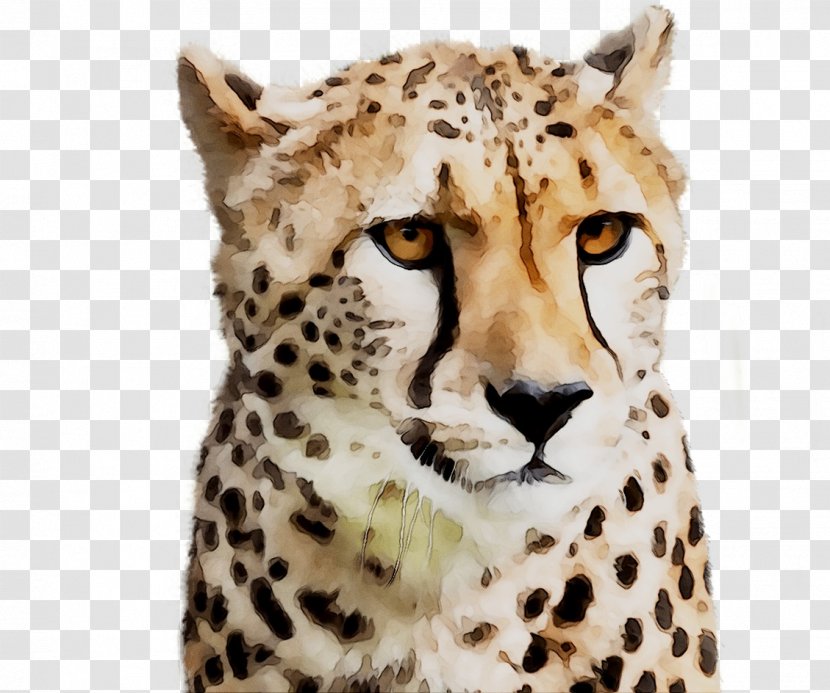 Cheetah Jaguar Big Cat Whiskers - Mammal - Terrestrial Animal Transparent PNG