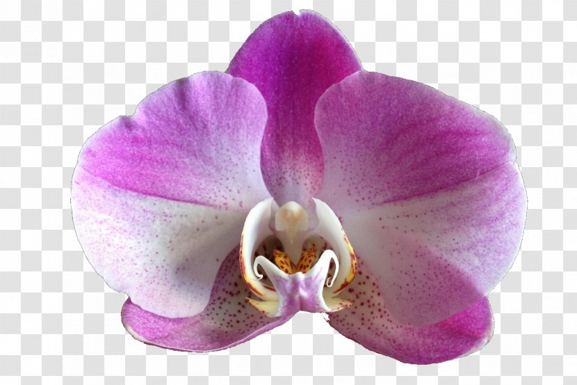 Beautiful Orchids Flower Moth - Purple Orchid Transparent PNG