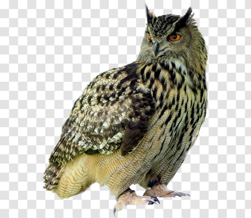 Little Owl Bird Pixabay - Hawk Transparent PNG