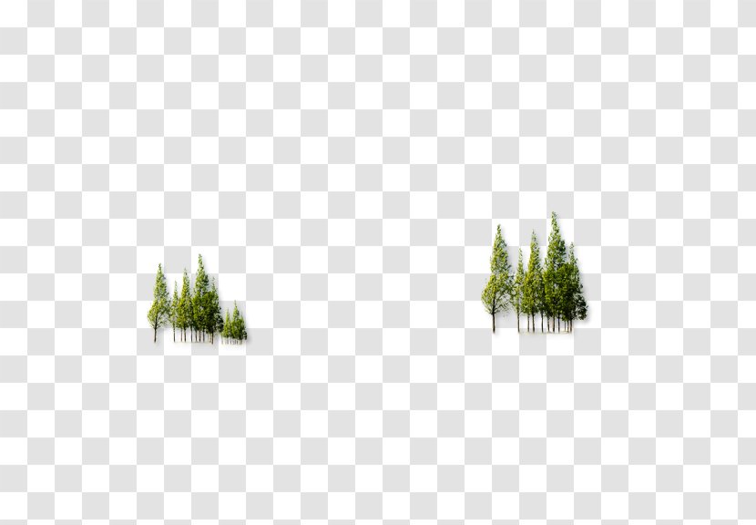 Forest Tree - Woodland Transparent PNG