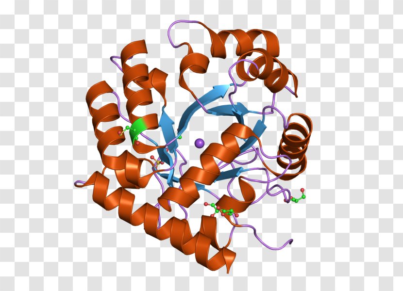 Uridine Monophosphate Synthetase Thymidylate Synthase Orotidine 5'-monophosphate Biosynthesis - 5 Phosphate Decarboxylase Transparent PNG