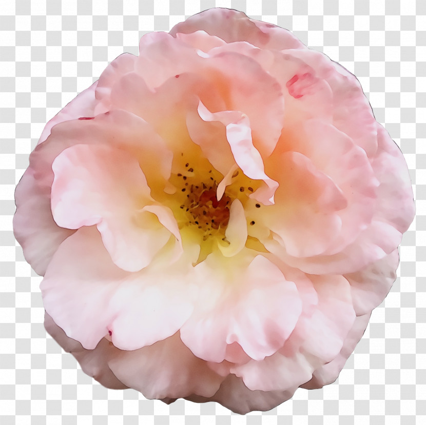 Garden Roses Transparent PNG