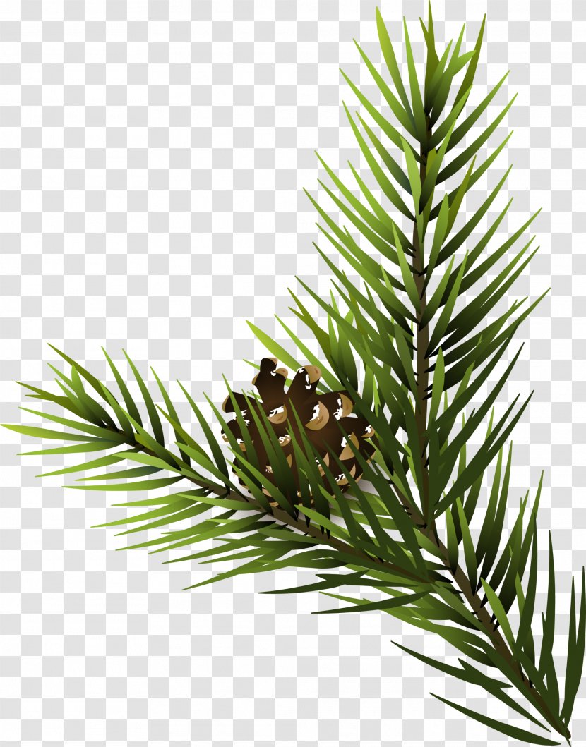 Fir Pine Spruce Conifer Cone - Branch - Green Transparent PNG