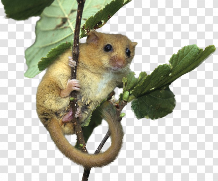 Hazel Dormouse Bat Ecology Mammal Transparent PNG