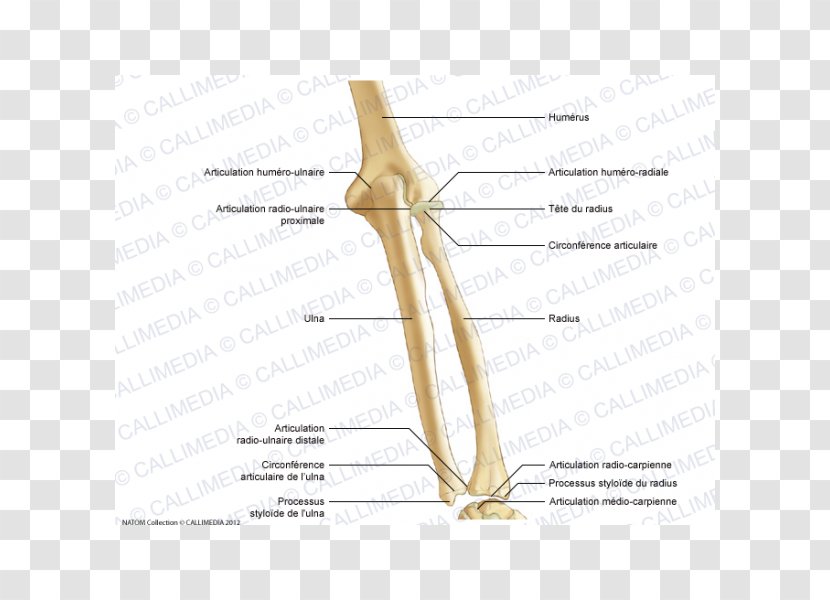 Thumb Shoulder Bone Nerve - Cartoon - Design Transparent PNG