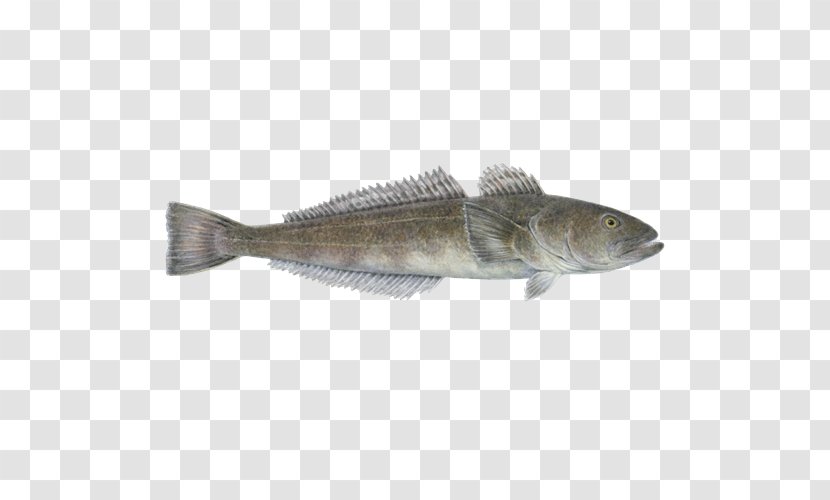 Mackerel Monterey Bay Aquarium Cod Barramundi Fish Products - Patagonian Toothfish - Group Transparent PNG