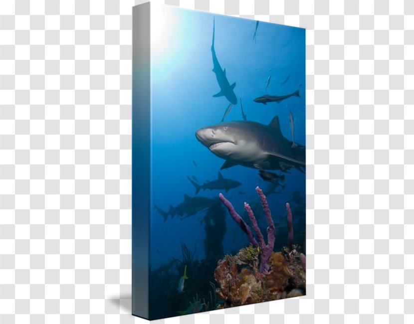 Requiem Sharks Ecosystem Marine Biology Water - Fish - Reef Shark Transparent PNG