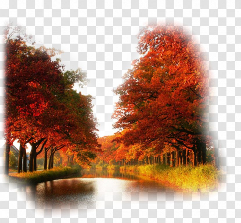 Desktop Wallpaper High-definition Television Autumn Leaf Color Video - Mobile Phones - Landscape Transparent PNG