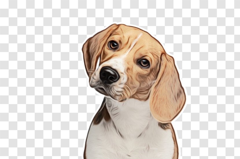 Dog Beagle Companion American Foxhound Snout Transparent PNG