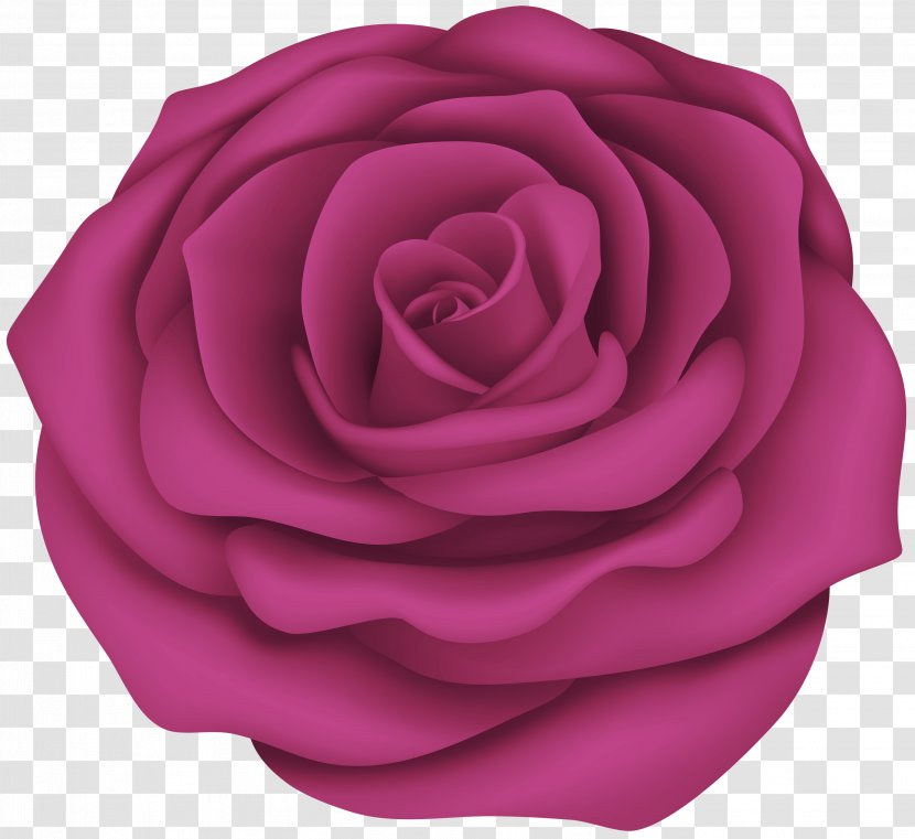 Garden Roses - Rose - Magenta Family Transparent PNG