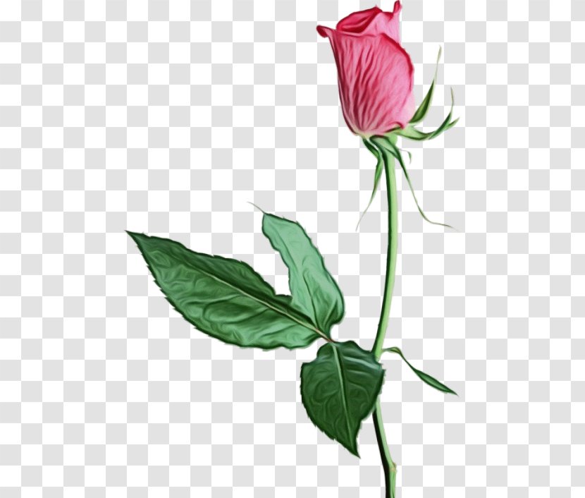 Rose - Flowering Plant - Stem Transparent PNG