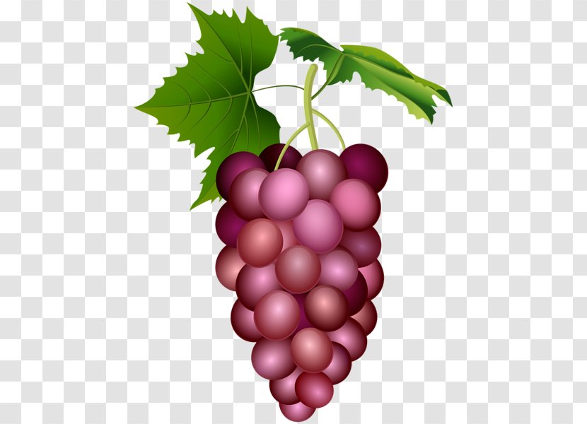 Grape Image Clip Art Food - Photography - Drawing Fruit Transparent PNG