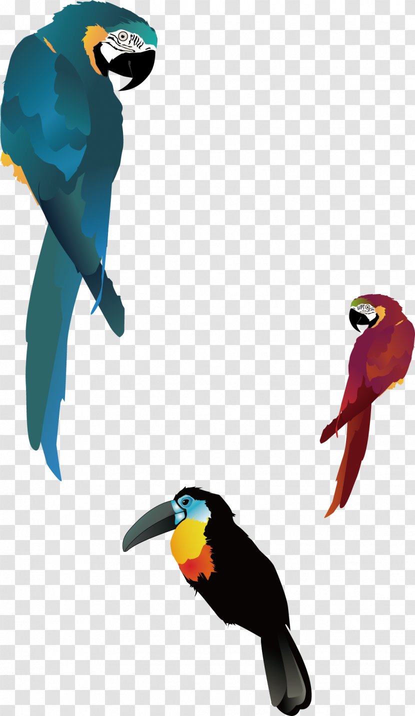 Bird True Parrot - Beak - Parrots, Cartoon Parrot, Element Transparent PNG