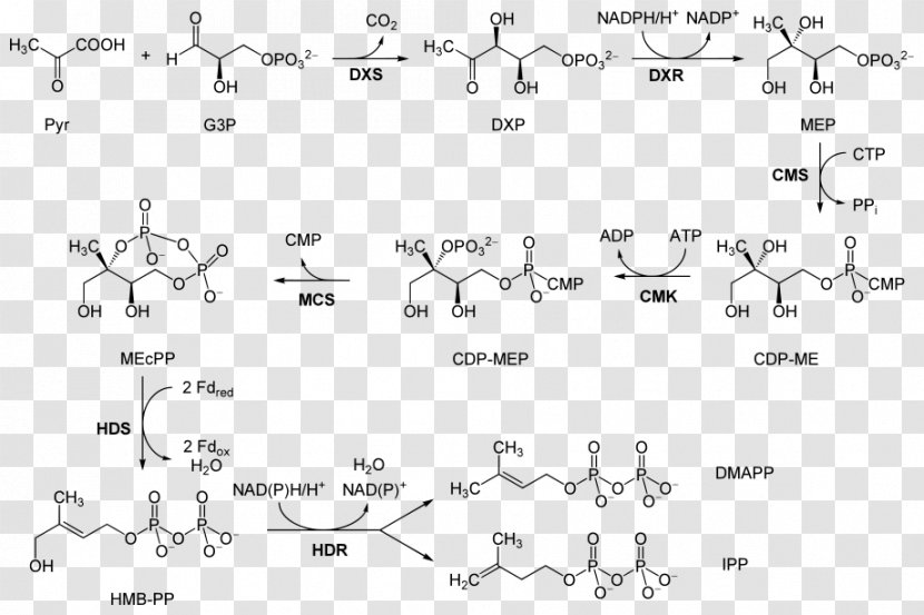 Non-mevalonate Pathway Metabolic Isopentenyl Pyrophosphate 1-Deoxy-D-xylulose 5-phosphate - Cartoon Transparent PNG