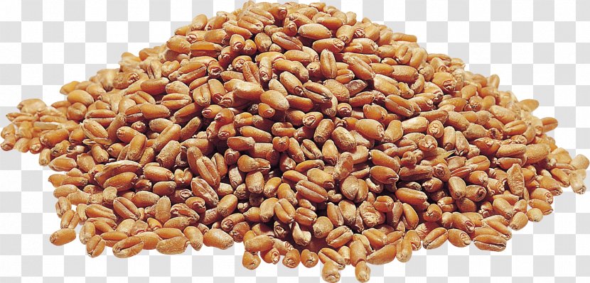 Cereal Germ Grasses Whole Grain Mixture - Grass Family - Wheat Transparent PNG