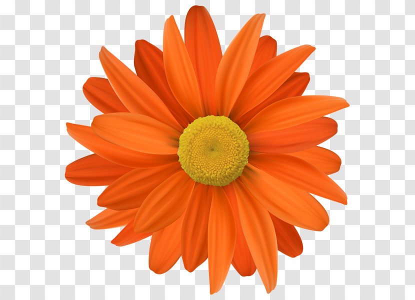 Flower Orange Clip Art - Petal Transparent PNG