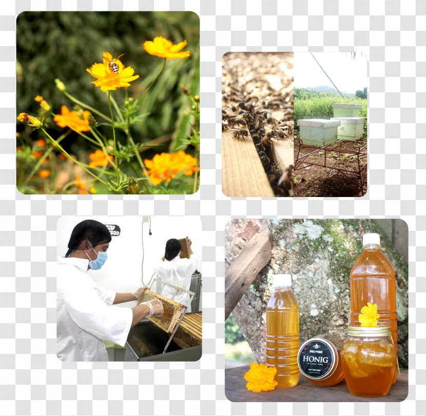 Honey Glass Bottle Herb Mindanao Transparent PNG