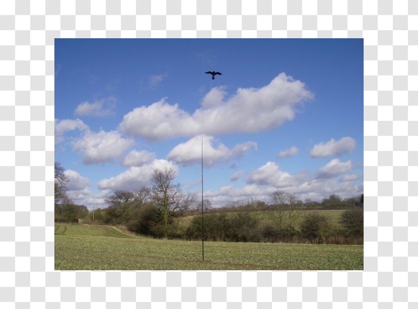 Bird Scarer Sharp-shinned Hawk Kite - Grass Transparent PNG