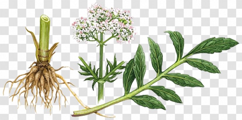 Valerian Herbalism Sleep Tincture - Perennial Plant - Roots Transparent PNG