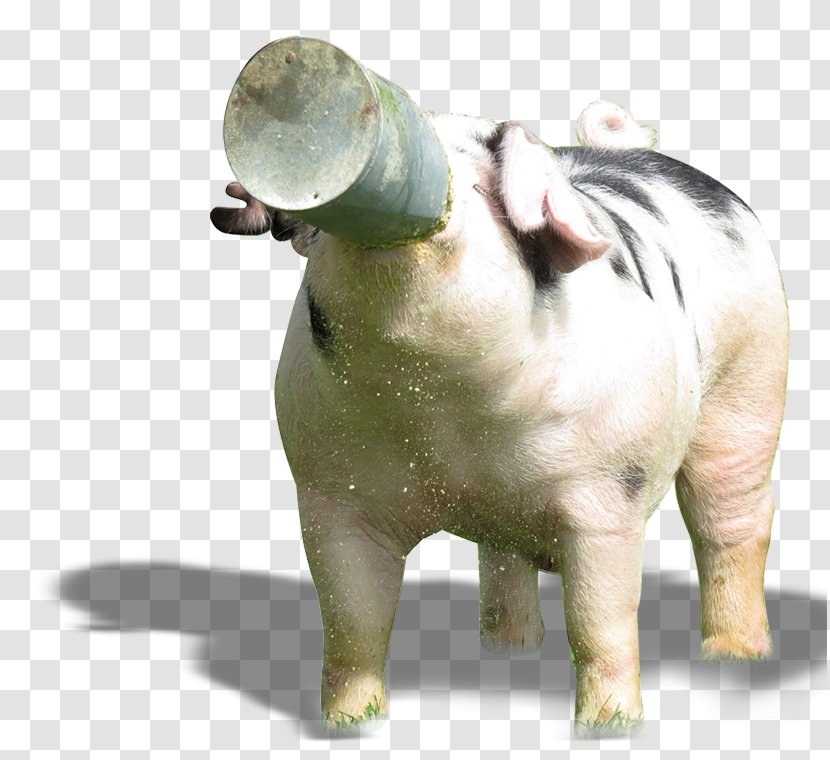 Domestic Pig Mammal Animal Genetics Snout - Addiction - Figure Transparent PNG