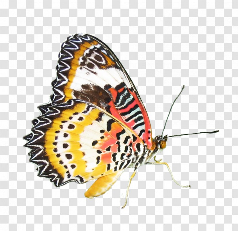 Monarch Butterfly Moth Nymphalidae - Watercolor - Colorful Transparent PNG
