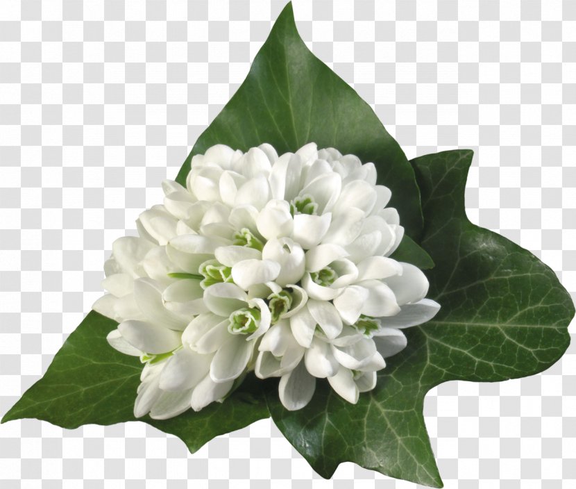 WUXGA High-definition Television Flower 720p - Jasmine - Snowdrop Transparent PNG