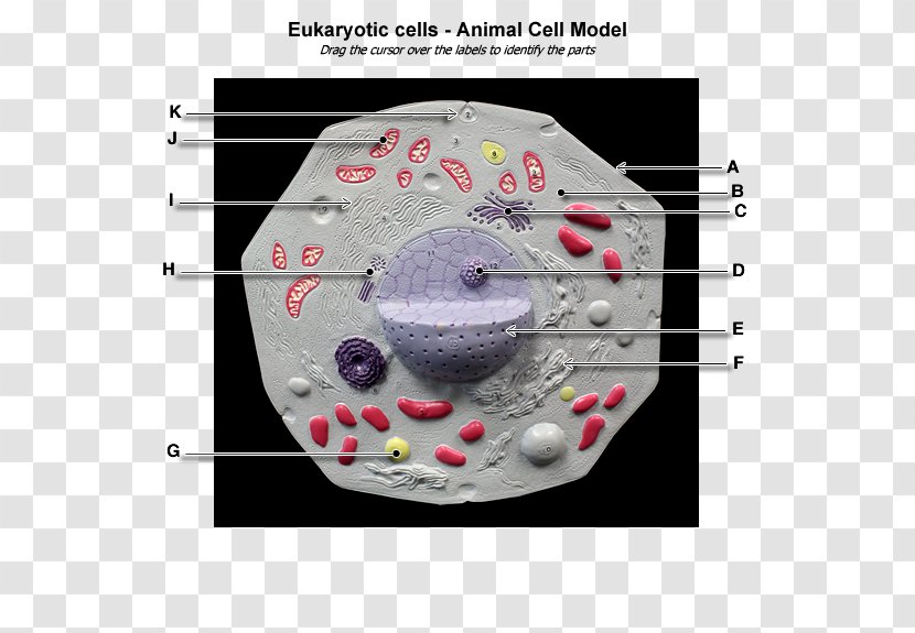 Plant Cell Eukaryote Cèl·lula Animal Anatomy - Human Transparent PNG