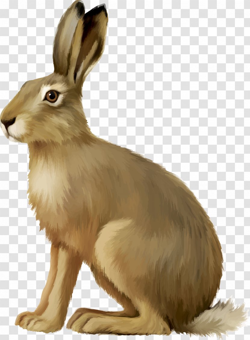European Hare Easter Bunny Rabbit Clip Art - Pet Transparent PNG