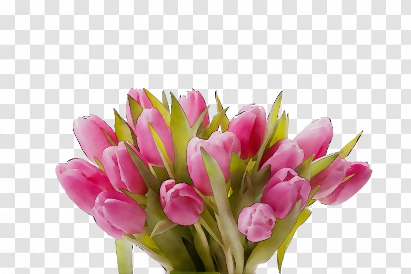 Tulip Cut Flowers Floristry Petal - Flower Transparent PNG
