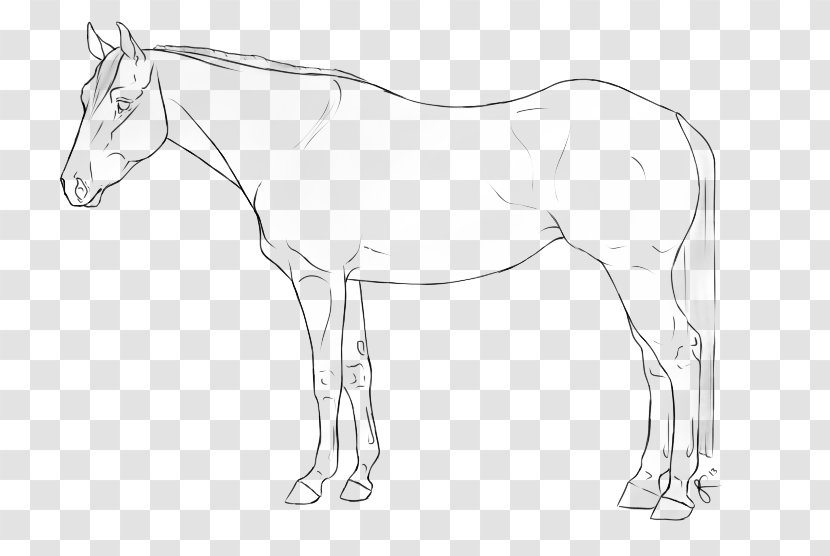 Mustang Foal Colt Stallion Bridle - Mane - Horse Western Transparent PNG