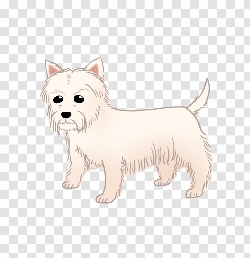 West Highland White Terrier Cairn Rare Breed (dog) Companion Dog - Puppy Transparent PNG