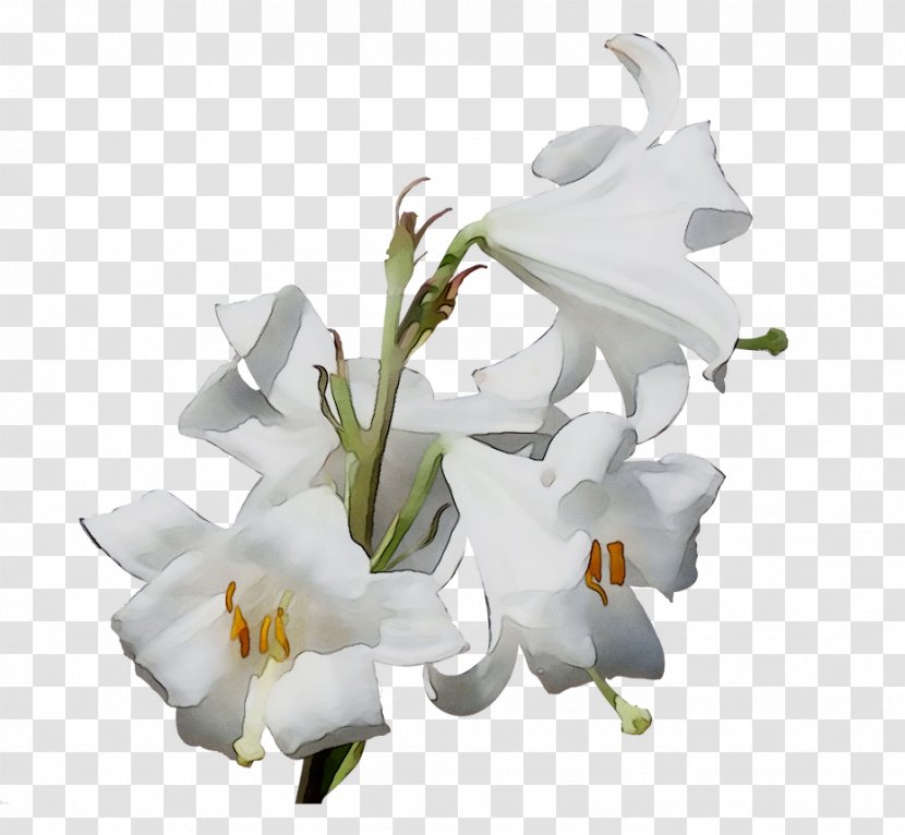 Madonna Lily Easter Lilies Portable Network Graphics 'Stargazer' - Arumlily - Cut Flowers Transparent PNG