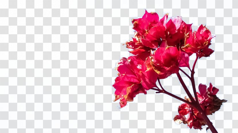 Floral Design Magenta Red Flower - Arranging - A Purple Plum Out Of The Wall To Transparent PNG