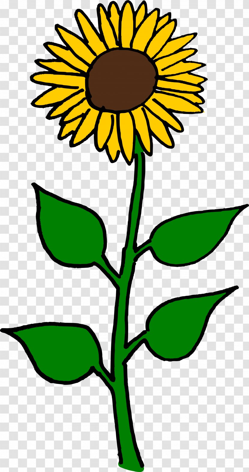 Common Sunflower Seed Helianthus Giganteus Clip Art - Daisy Family - Sunflowers Transparent PNG