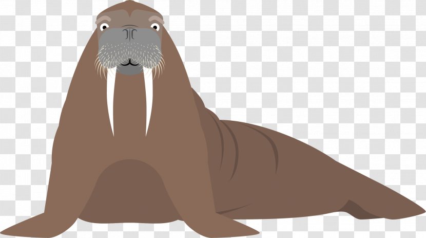 Sea Lion Walrus Cartoon Fauna Illustration - Seals - Hand Painted Seal Vector Transparent PNG