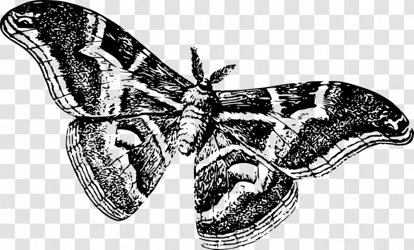 Butterfly Silkworm Drawing Moth - Black And White Transparent PNG