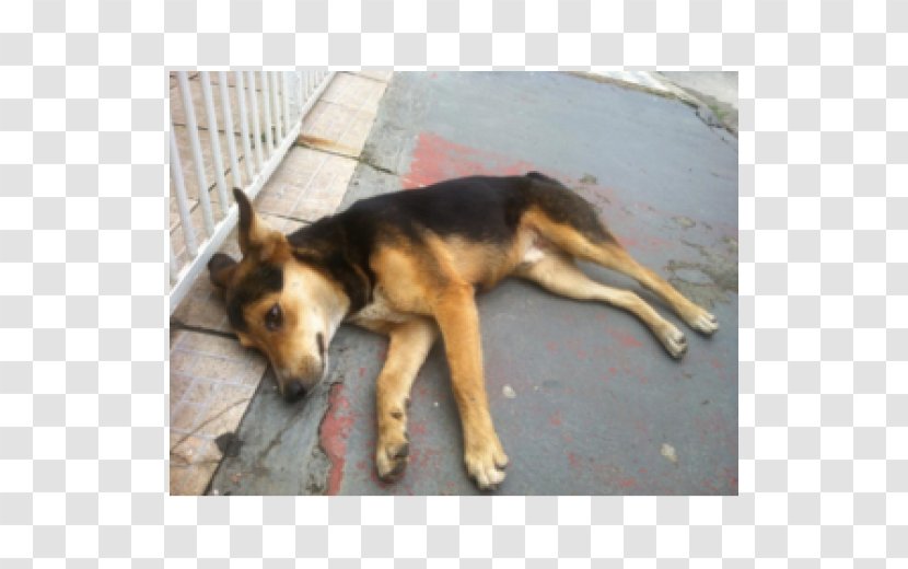 German Shepherd Dog Breed Kunming Wolfdog Street Mongrel - Black - Pastor Alemao Transparent PNG